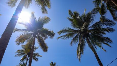 Palm trees and the sky